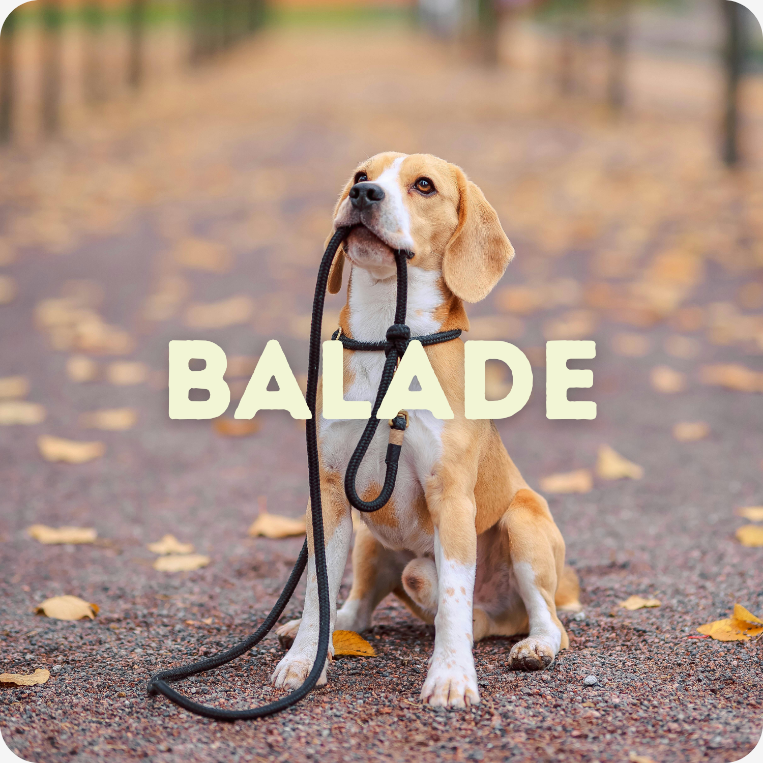 chien beagle avec une laisse dans la gueule