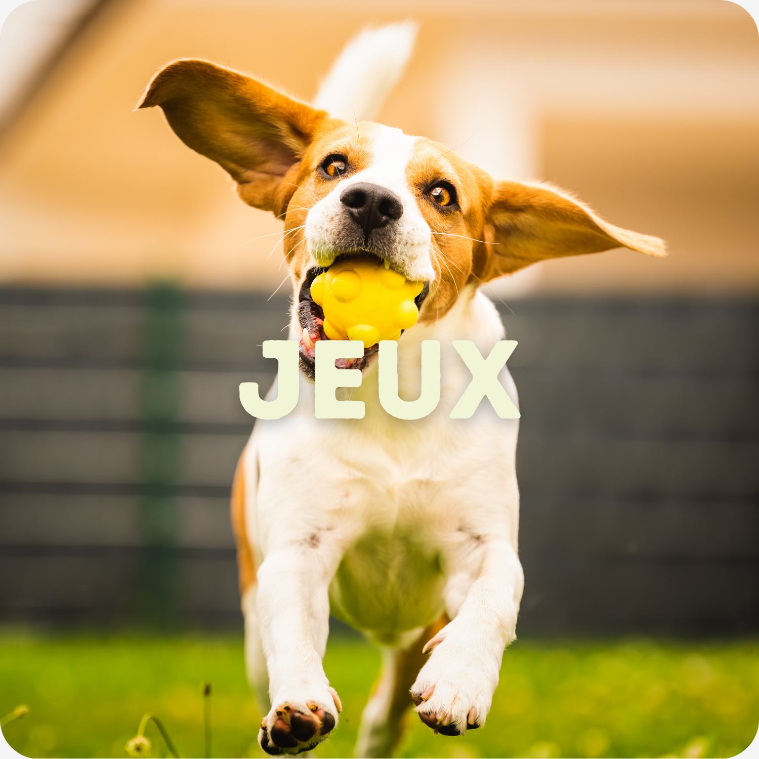 chien beagle qui cours avec une balle dans la gueule