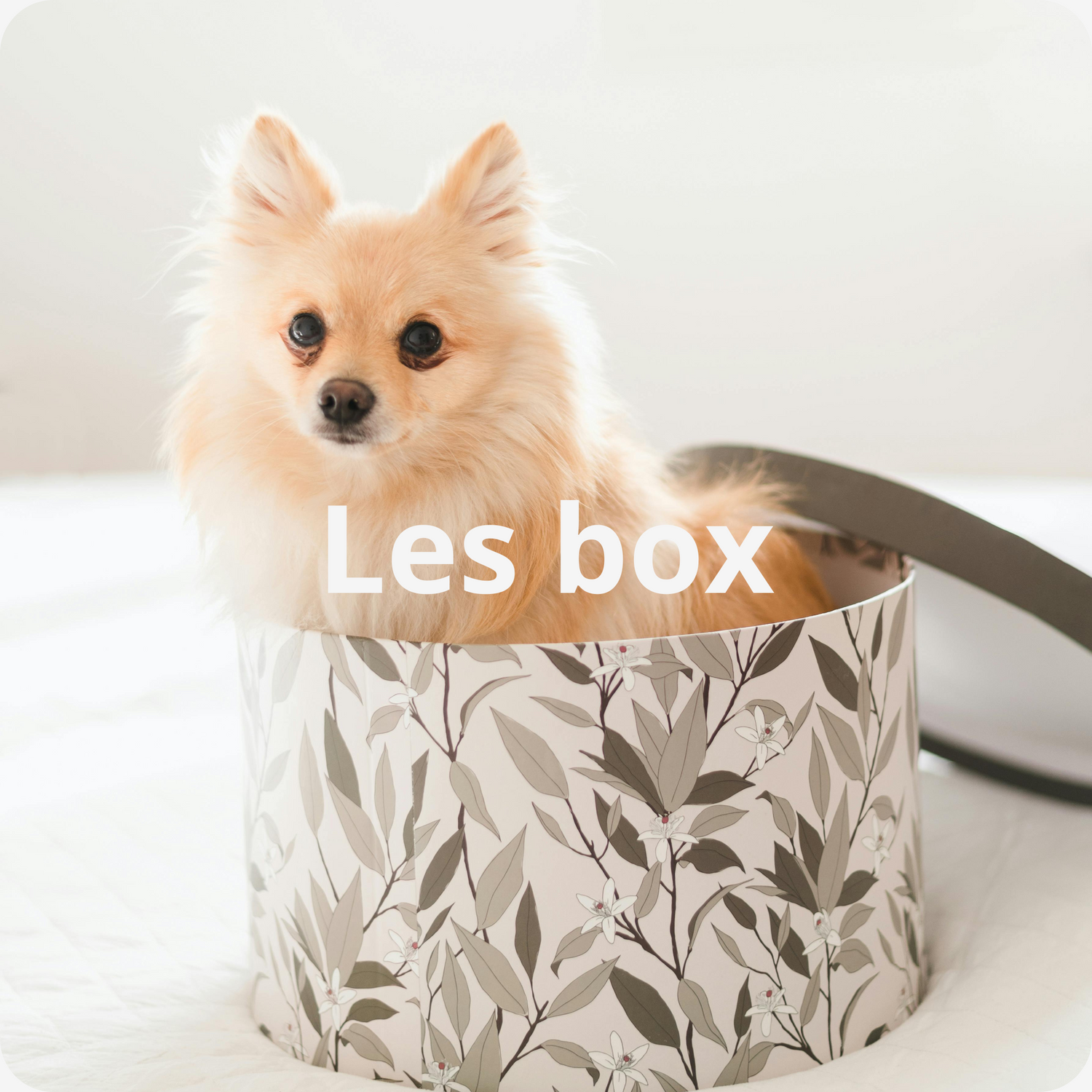 Petit chien dans une boite box
