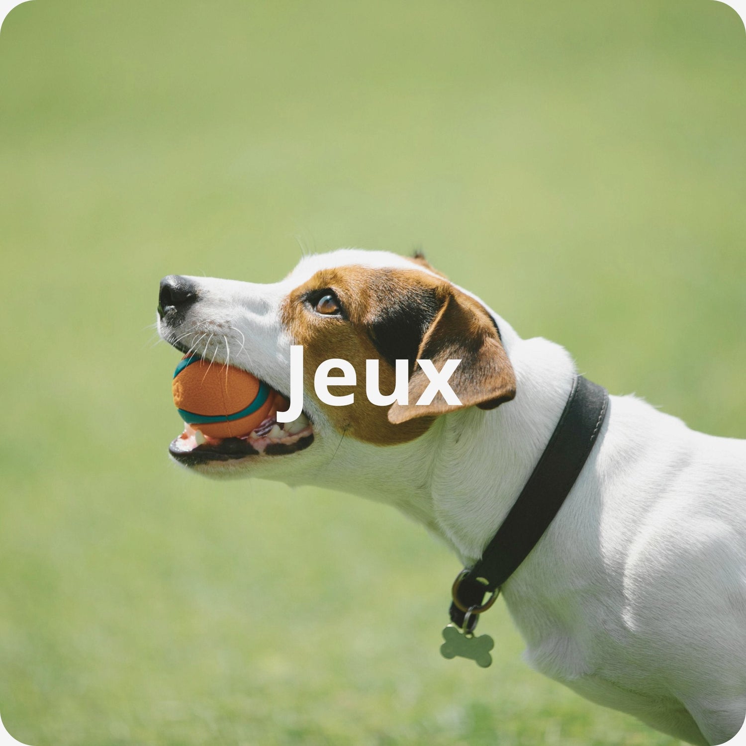 chien jack russel qui joue à la balle