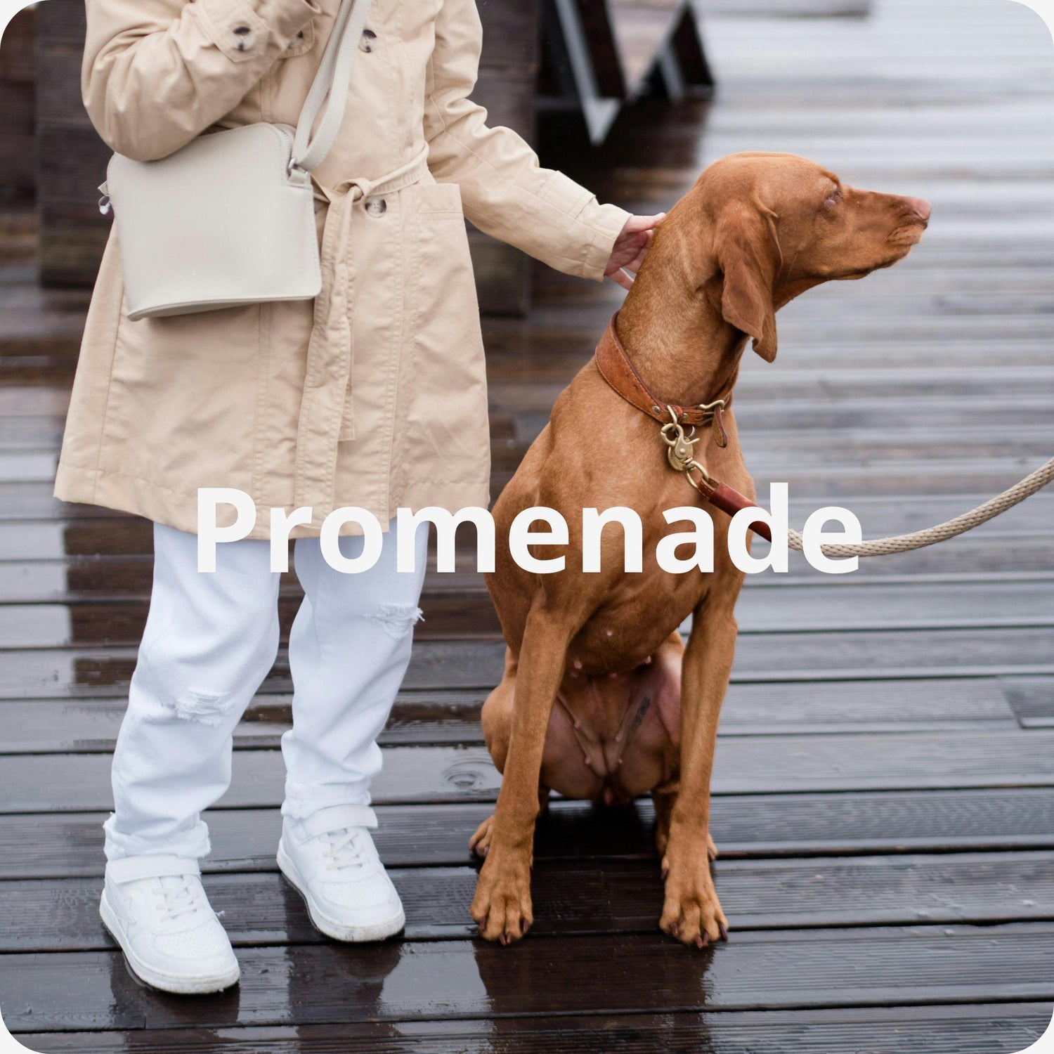 Promenade chien en laisse avec sa petite humaine